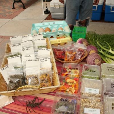 Volunteer at Varri Green Farm, Okeechobee, photo 442