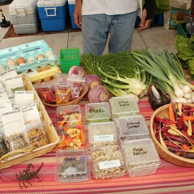 Volunteer at Varri Green Farm, Okeechobee, photo 443