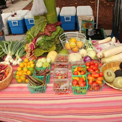 Volunteer at Varri Green Farm, Okeechobee, photo 445