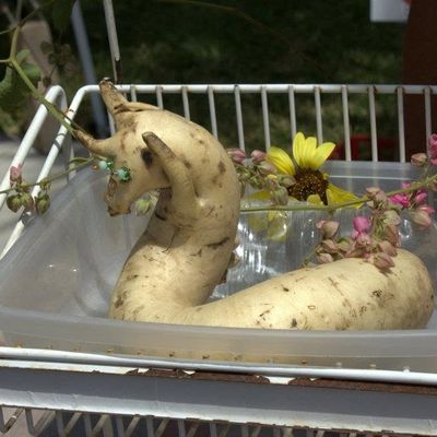 Volunteer at Varri Green Farm, Okeechobee, photo 446