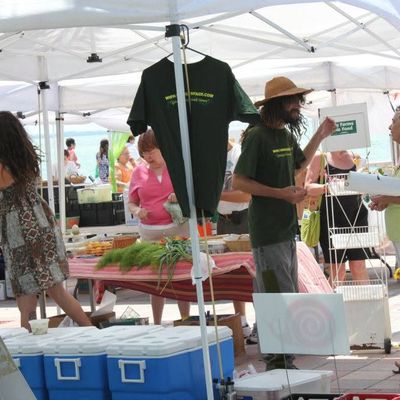 Volunteer at Varri Green Farm, Okeechobee, photo 447