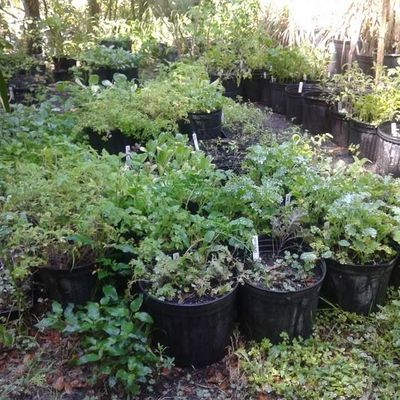 Volunteer at Varri Green Farm, Okeechobee, photo 462