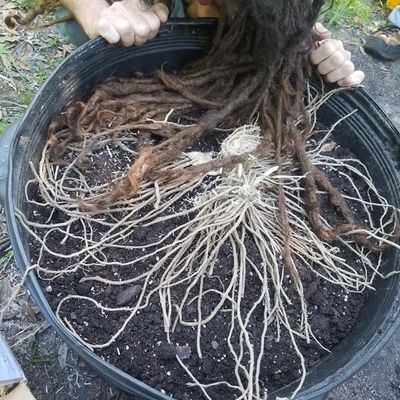 Volunteer at Varri Green Farm, Okeechobee, photo 521