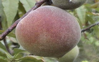 FRESH PEACH